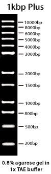 1Kbp Plus DNA ladder Kit Size: 250μl / 500μl - Uniscience - Uniscience Corp.